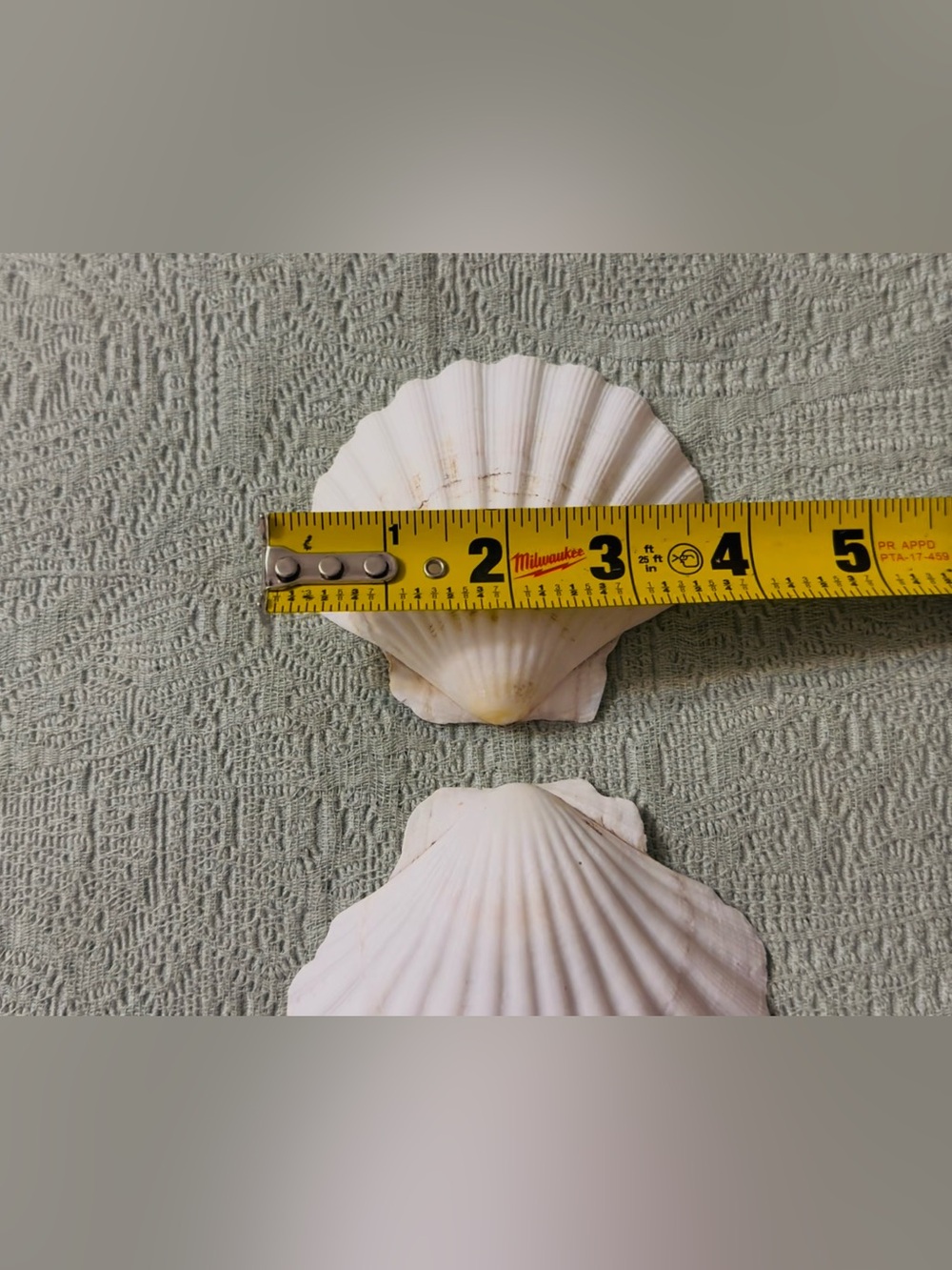 White scalloped shells filled with locally handpicked FL assortment. - Picture 7 of 8